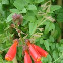 Eccremocarpus scaber fleur (2)